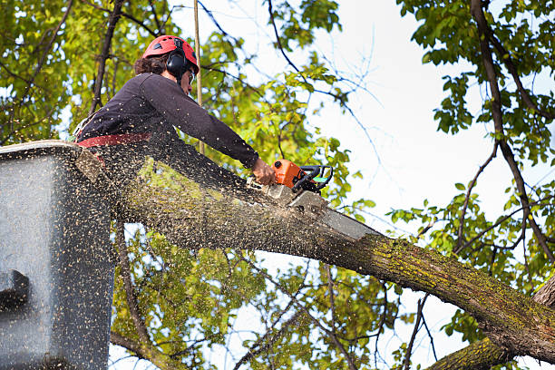 Large Tree Removal in Eureka Springs, AR